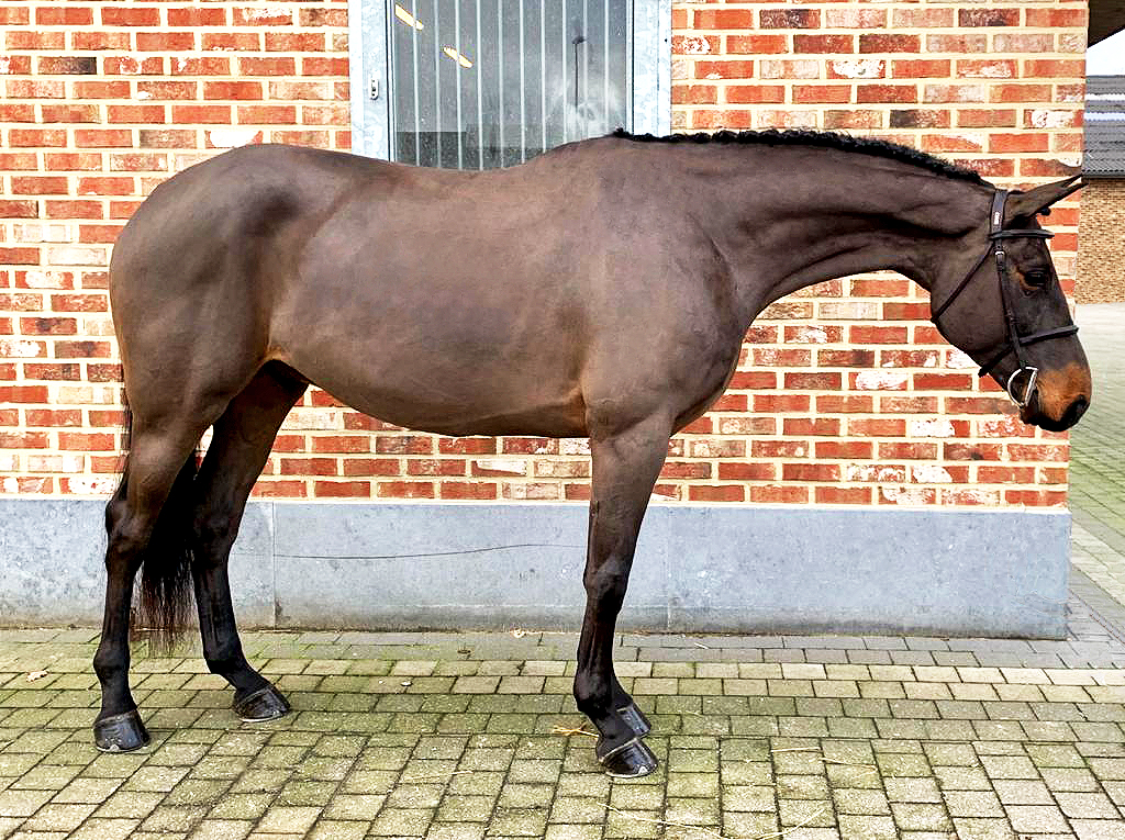 Jumper, hunter and Equitation horses for sale European sporthorses